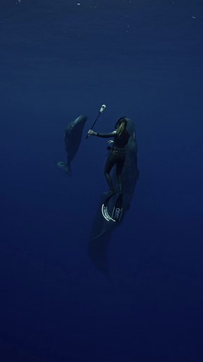Dancing With Sperm Whales🐳✨ #ocean #whale #spermwhale #whale #whalewatching #whales #freedive #dive #deepocean | Andriana Marie