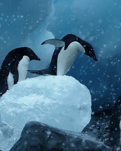 Entourés de paysages presque irréels, vous faites la rencontre de la faune emblématique de l’Antarctique. Le contraste du duvet noir de ces manchots Adélie tranche avec l'étendue blanche qui apparaît devant vous. 🎥©PONANT - James Charles Hills | Ponant