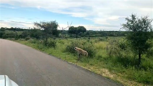 63K views · 113 reactions | Animals enjoying the current weather in Kruger National Park. Picture by SanParks | SABC News | Facebook