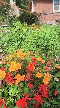 Escarlata bella flores que da vida a tu jardin
