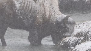 Our old friend the ice bison ambles down to a warm geothermal creek and rides out the blizzard. This crafty old bison has a trick or two up his sleeve. That’s exactly how he’s made it this long. Filmed in Yellowstone Park. #outdoors #nature #animals | Michael Hodges, Author