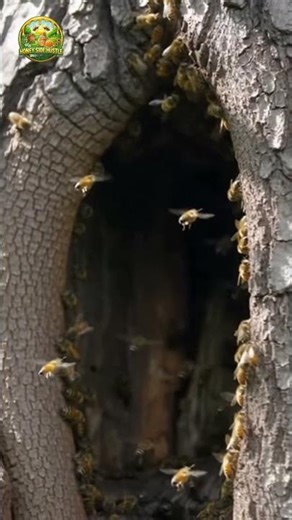 Bees Don’t Live Where You Think 😳 Inside a Wild Beehive! 🐝 #Shorts