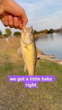 Zoom worms put to the test #fishing #viral #funny #viralvideo