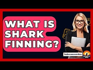 What Is Shark Finning? - The Documentary Reel