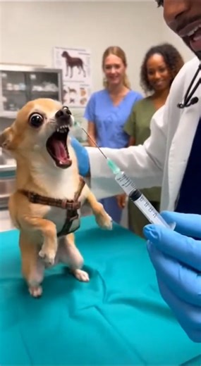 CHIHUAHUA SCREAMS LIKE A HUMAN 😱 😂 VET DOCTOR CAN'T STOP LAUGHING#Chihuahuadrama #Vetlife #dogcomedy