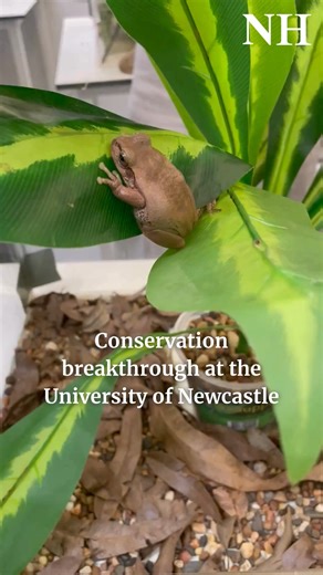 7.8K views · 111 reactions | Scientists at the University of Newcastle have bred an endangered frog species in their labs, a milestone in the small creatures' conservation. | Newcastle Herald | Facebook