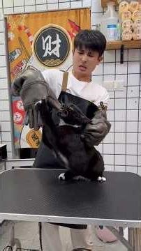 Watch Me Groom a Hissing Cat #catgrooming #shorts