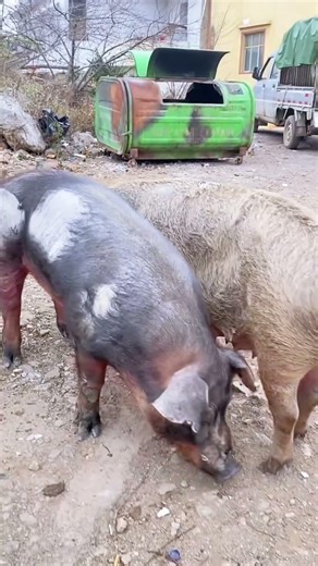 Discover the adventures of pigs in new landscapes@ 27