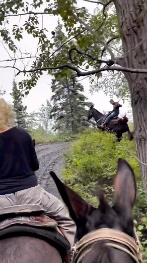 And if your pony tries to quit the trail Just shout and I’ll come and get ya Well son don’t wave that jacket around Lady could you calm your little girl down Well they don’t bounce much when they hit the ground Out here on the dude string trail ~Dave Stamey #mule #mulesofinstagram #dudestring #notminethough | Cross Country Equine