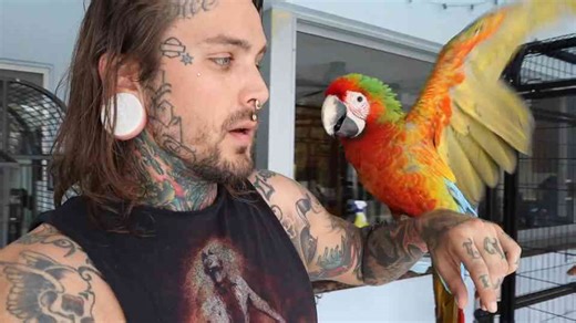 The dramatic before-and-after of a macaw play setup and a fragile rescue’s recovery