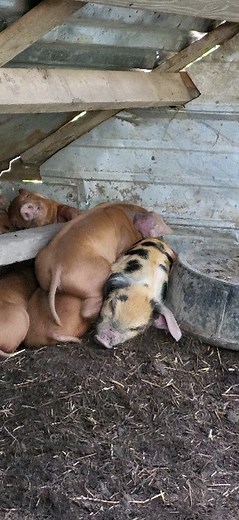 Here, you will swe the term pig pile used in its correct text. #pigletsofinstagram #farmpigs | A Farm Girl In The Making - Ann Accetta-Scott