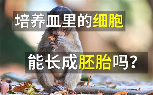 中国科学家首次构建出非人灵长类动物类囊胚（Blastoid）