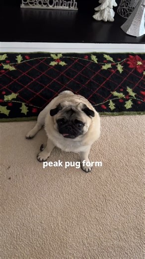 Munchin Munchie on Instagram: "she could not be more perfect"