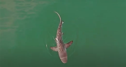 Nearly 10-foot endangered dusky shark pings off the Gulf Coast near St. Petersburg, Florida