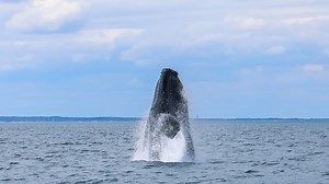 2.1K views · 46 reactions | This mother and her calf are North...