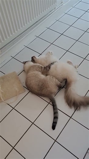 petit combat de coq 🐓 😹 #cat #fight #rooster #hug