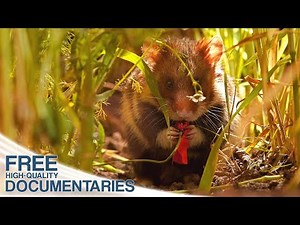 The Cornfield - Just an Area for Producing Food or ? | Full Documentary