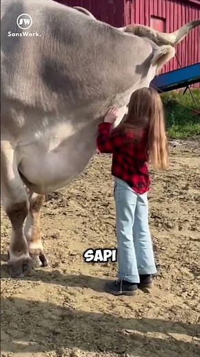 Inilah Sapi Terbesar di Dunia! #faktaunik