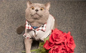 【Vine合集】Aaron's Animals成精猫咪爆笑视频集锦