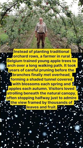 FARMER GROWS A LIVING TUNNEL OF APPLE TREES 🍎🌳