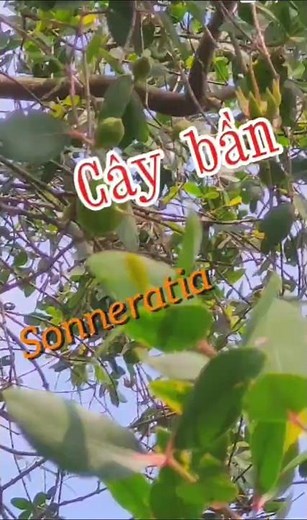Cây bần (sonneratia), # cây bần, # sonneratia
