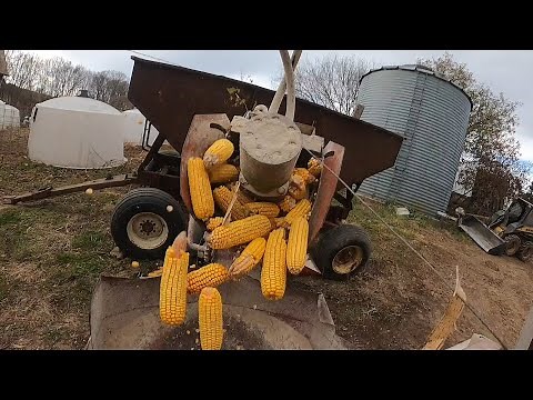 Grinding Ear Corn With the John Deere 4020 and International Hammer Mill