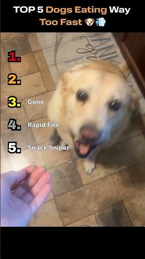 TOP 5 Dogs Eating Way Too Fast 🐶💨