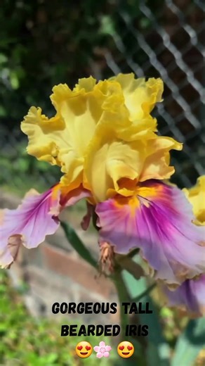 6.6K views · 636 reactions | Gorgeous tall bearded iris  | DIY Garden Ideas | Facebook