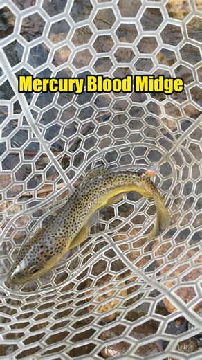 Adam Lafferty | Fly Tyer & Angler on Instagram: "Mercury patterns with their glass bead are some of the best flies to tie and fish in the winter. This Mercury Blood Midge by Pat Dorsey is a must have if you’re going fishing this winter so get a bunch of glass beads and get to tying up some midges! Fly Tying Materials: Tools I Trust: @rambleranglerandblade Atlas Vise @rambleranglerandblade KAI 4” Professional Fly Tying Scissors"