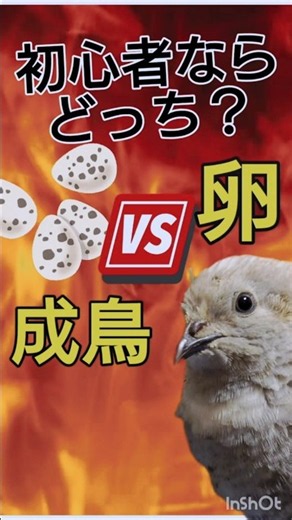 You'll regret it if you don't know this! When considering getting a Japanese quail, should you ge...