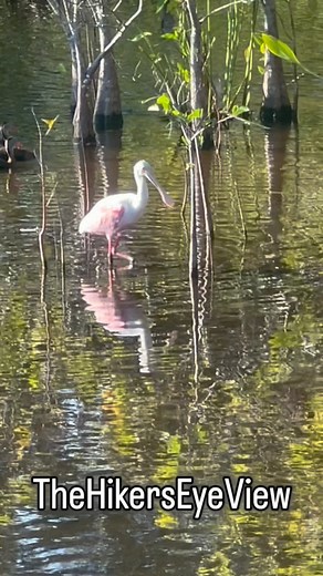Roseate Spoonbill Feeding Technique #nature #animals #naturelovers #wildlife #birds #roseatespoonbill #southflorida | Kenneth Friedman