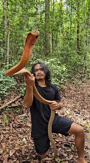 Sumatran King Cobra with Diaz Borneo! #kingcobra #cobras | Wild Charles