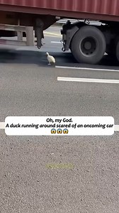 44K views · 1.2K reactions | Salve este pato y paso esto... | Codigo Animales | Facebook