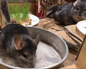 9.5K views · 490 reactions | Get in line, it's chinchilla bath time! Chinchillas clean themselves by rolling around in dust. Sounds counterintuitive, right? However, the dust actually cleans their coats and absorbs extra oils and moisture. | Philadelphia Zoo | Facebook