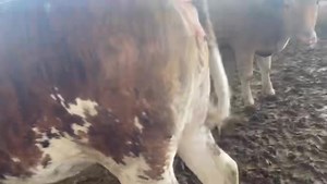 2.5K views · 57 reactions | Gaziantepte satışta olan 100adet Kurbanlık düvelerimiz toptan satış açık 05326703976 | KARS Hayvan Pazari Murat Bakırhan 05375601136 05325448529 | Facebook