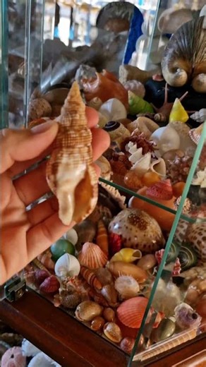 The Vampire Shell :Colubraria sowerbyi!🧛🐚🐟🐠#shells #decoration #decor #collection