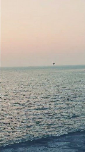 Bird Feeling the Vibe ✨ | Sugar & Brownie Mood #music #nature #viral