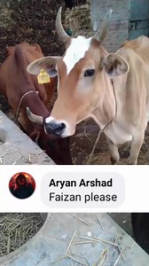 faizan | Muhammad Mohsin