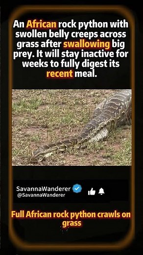 Full African rock python crawls on grass #animalfacts#animalfacts #wildlife