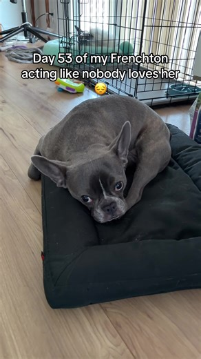 Frenchton Dog's Sadness: Day 53 Observations