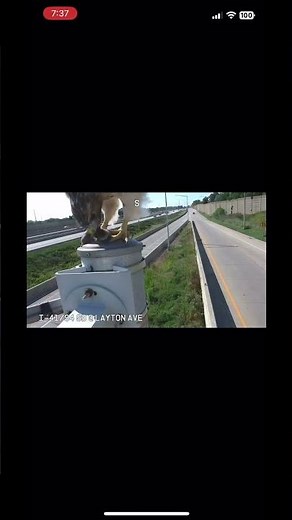 Hawk eats rat on traffic cam