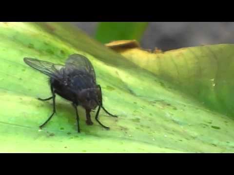 How Proboscis Of Flies Work