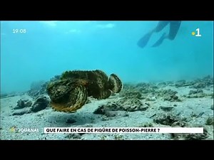 Poisson pierre, quels sont les premiers gestes à adopter ?