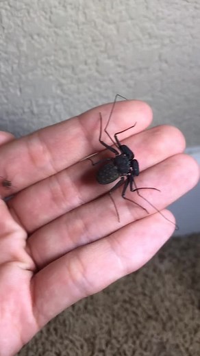 Phrynus Marginemaculatus and Charinus Acosta: Fascinating Arachnid Species