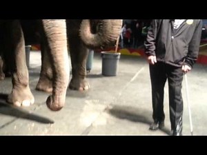 elephant eating peanuts