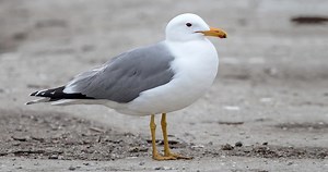 California Gull Photos and Videos for, All About Birds, Cornell Lab of Ornithology