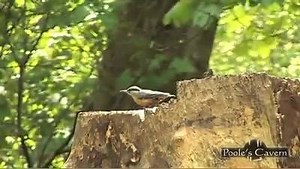 2.4K views · 17 reactions | We wish there weather was always as perfect as in this video, but Poole's Cavern and the country park are great to visit for all the family what ever the season. See you soon. | Poole's Cavern & Buxton Country Park | Facebook