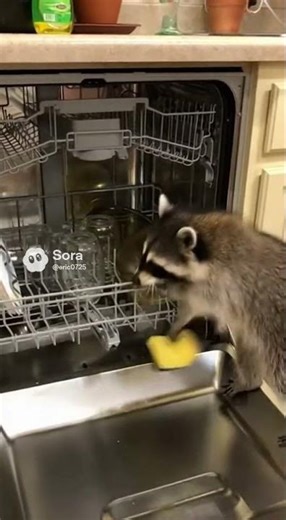 What actually happens inside of a dishwasher.