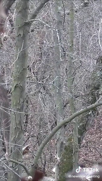 Understanding Deer Anatomy: A Closer Look