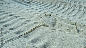 A common sole (Solea solea) moves across the sandy seabed, following the marks left by an anchor chain. Check my portfolio for other sole footage.